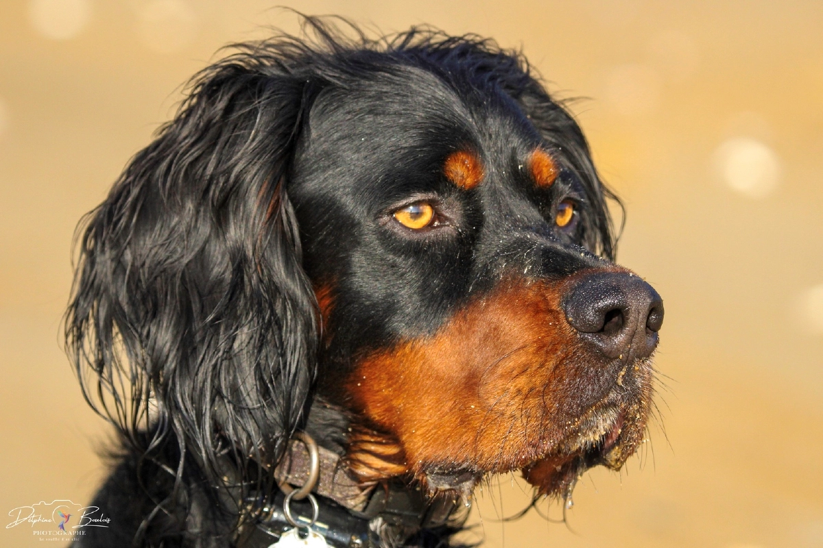Chien à la plage